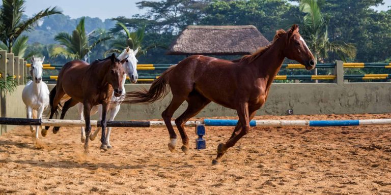 equestrian centre
